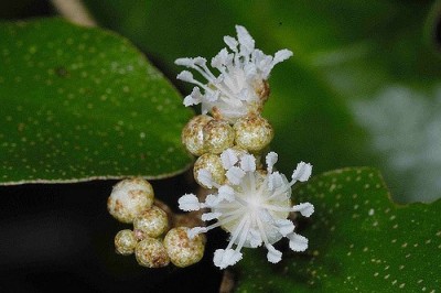 Cây dược liệu cây Cù đèn lá bạc, Cù đèn Cuming, Khai đen - Croton cascarilloides Raeusch. (C. cumingii Muell - Arg.)