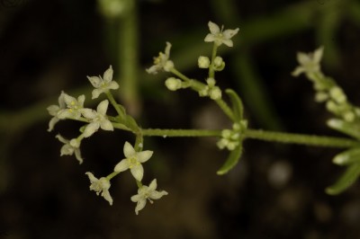 Cây dược liệu cây Vấn vương Ðà Lạt, Căn- Galium sp