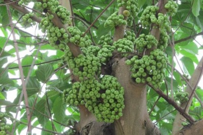 Cây dược liệu cây Vả rừng, Ngõa rừng, Sung trổ - Ficus variegata Blume