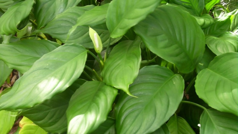 Cây dược liệu cây Vạn niên thanh sáng, Vạn niên thanh Quảng Ðông - Aglaonema modestum