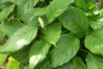 Cây dược liệu cây Vạn niên thanh sáng, Vạn niên thanh Quảng Ðông - Aglaonema modestum