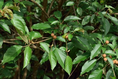 Cây dược liệu cây Cù đèn hộ sản - Croton maieuticus Gagnep