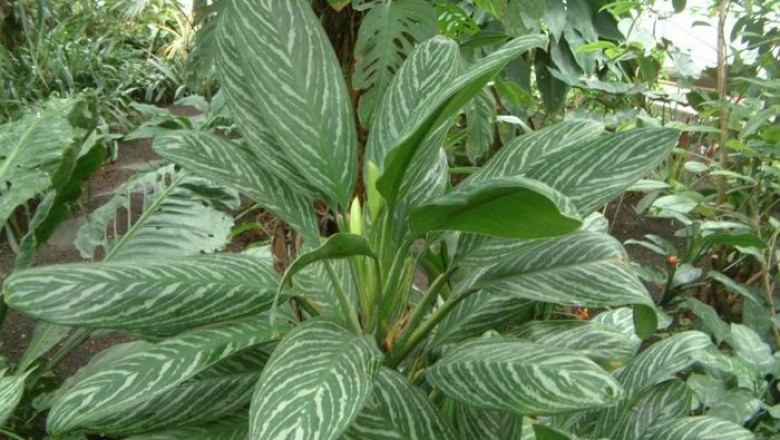 Cây dược liệu cây Vạn niên thanh sóng - Aglaonena costatum (Nutt.) N.E. Brown