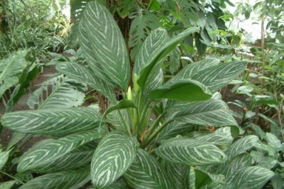 Cây dược liệu cây Vạn niên thanh sóng - Aglaonena costatum (Nutt.) N.E. Brown