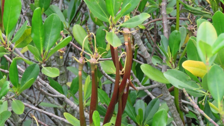 Cây dược liệu cây Vẹt dia, Vẹt thang, Trang - Kandelia candel (L.) Druce (K. rheedii Wight et Arn.)