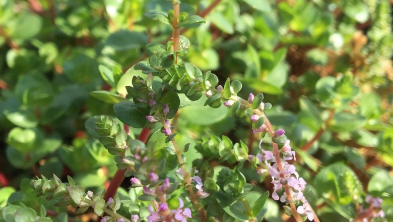 Cây dược liệu cây Vẩy ốc lá tròn - Rotala rotundifolia (Buch. - Ham. ex Roxb.) Koehne