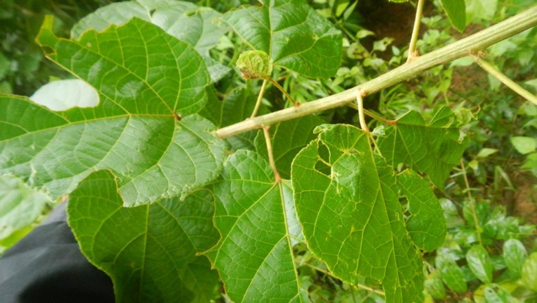 Cây dược liệu cây Cù đèn đuôi - Croton caudatus Geiseler