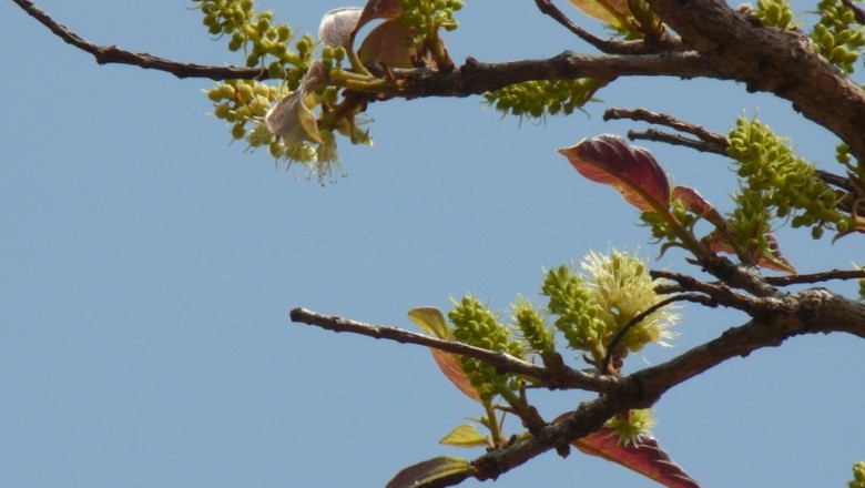 Cây dược liệu cây Vỏ dụt, Cây tai nghé, Bàn nước, Nam mộc hương - Hymenodictyon excelsum (Roxb.) Wall