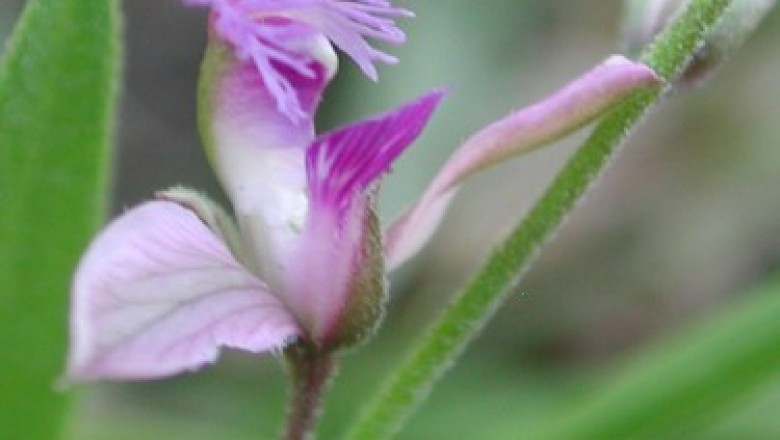 Cây dược liệu cây Viễn chí Xibêri - Polygala sibirica L