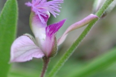 Cây dược liệu cây Viễn chí Xibêri - Polygala sibirica L