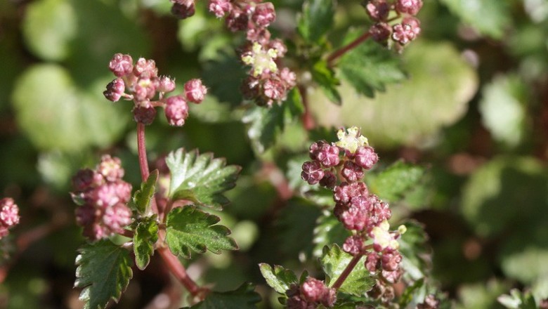 Cây dược liệu cây Vi tiễn Nhật - Nanocnide japonica Blume