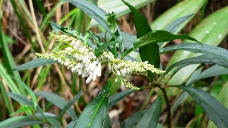 Cây dược liệu cây Viễn chí hoa dày - Polygala chinensis L. (P. glomerata Lour)