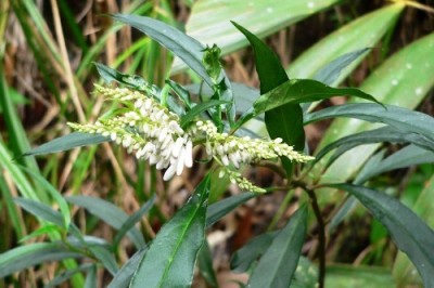 Cây dược liệu cây Viễn chí hoa dày - Polygala chinensis L. (P. glomerata Lour)