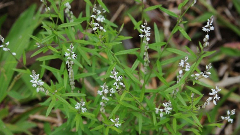 Cây dược liệu cây Viễn chí lá nhỏ, Cây dầu nóng - Polygala paniculata L