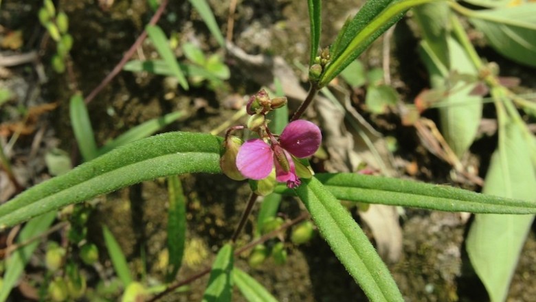 Cây dược liệu cây Viễn chí lá liễu, Kích nhũ lá hẹp - Polygala persicariaefolia DC