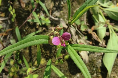 Cây dược liệu cây Viễn chí lá liễu, Kích nhũ lá hẹp - Polygala persicariaefolia DC