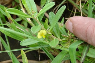 Cây dược liệu cây Viễn chí hoa nhỏ, Kích nhũ đồng - Polygala arvensis Willd