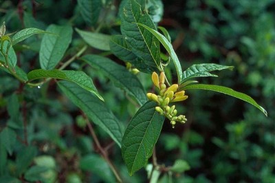 Cây dược liệu cây Viễn chí hoa vàng, Kích nhũ mồng - Polygala arillata Buch. - Ham. ex D. Don