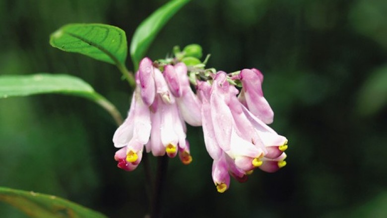 Cây dược liệu cây Viễn chí ba sừng, Kích nhũ ba sừng - Polygala tricornis Gagnep