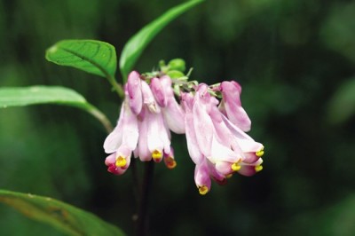 Cây dược liệu cây Viễn chí ba sừng, Kích nhũ ba sừng - Polygala tricornis Gagnep