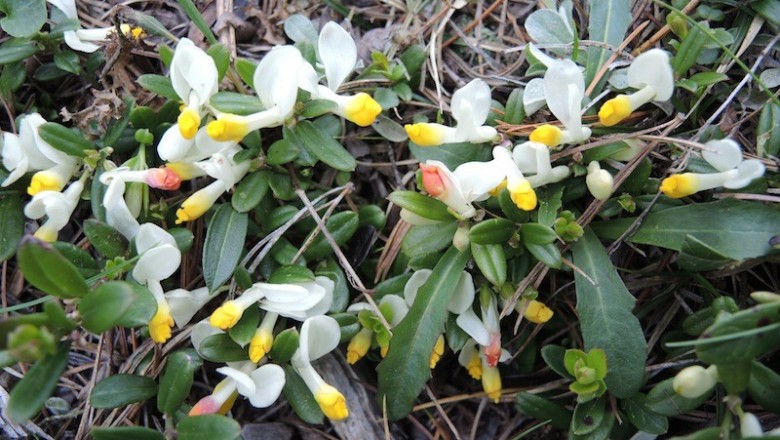 Cây dược liệu cây Viễn chí trên đá, Kích nhũ trên đá - Polygala saxicola Dunn