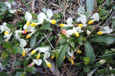 Cây dược liệu cây Viễn chí trên đá, Kích nhũ trên đá - Polygala saxicola Dunn