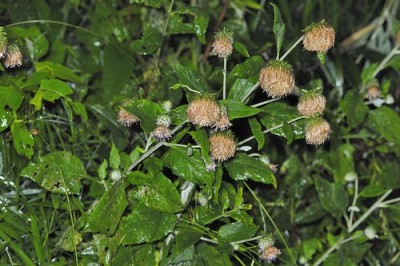 Cây dược liệu cây Uy linh tiên lá lông, Phong mao cúc lá ba góc - Saussurea deltoidea (DC.) C. B. Clarke