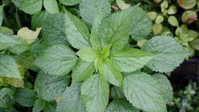 Cây dược liệu cây Tai tượng thon, Na - Acalypha lanceolata Willd. (A.boehmerioides Miq.)