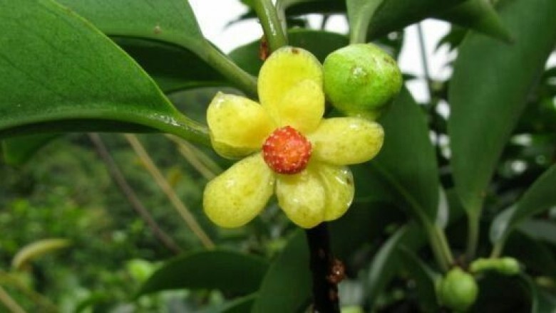 Cây dược liệu cây Nắm cơm, Xưu xe tạp - Kadsura heteroclita