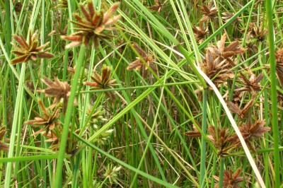 Cây dược liệu cây U du nghiêng, Cói ba cạnh, Cói bông sang - Cyperus nutans Vahl