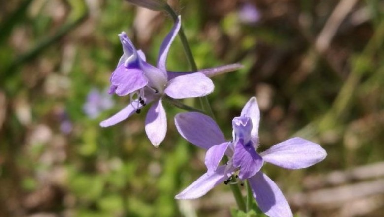Cây dược liệu cây Tai thỏ - Delphinium anthriscifolium Hance