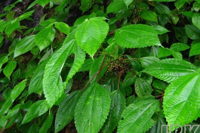 Cây dược liệu cây Ta me, Gai ráp, Thủy ty ma - Maoutia puya (Wall.) Wedd