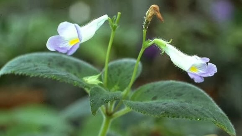 Cây dược liệu cây Tai voi nhỏ, Cây rita nhỏ, Ban diệp thần trụ cự dài - Chirita pumila D. Don