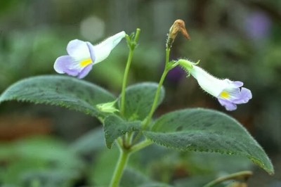 Cây dược liệu cây Tai voi nhỏ, Cây rita nhỏ, Ban diệp thần trụ cự dài - Chirita pumila D. Don