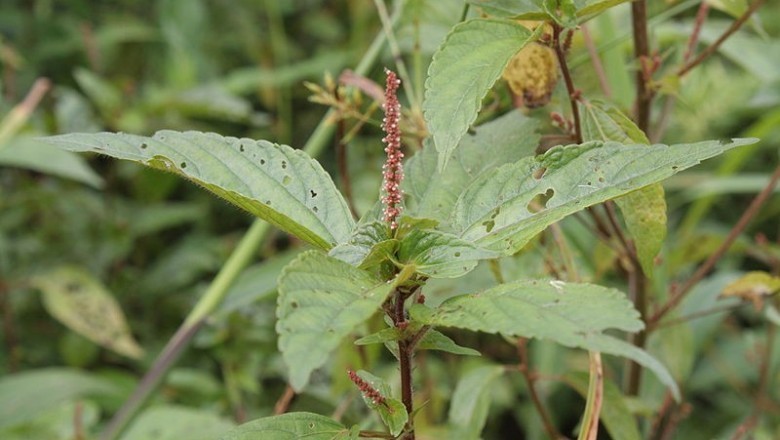 Cây dược liệu cây Tai tượng Úc - Acalypha australis L