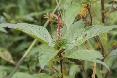 Cây dược liệu cây Tai tượng Úc - Acalypha australis L