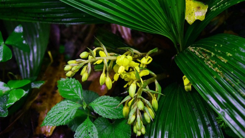 Cây dược liệu cây Tam lăng, Cồ nốc mảnh, Lòng thuyền, Tiên mao hoa thưa - Curculigo gracilis (Kurz) Hook. f