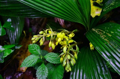 Cây dược liệu cây Tam lăng, Cồ nốc mảnh, Lòng thuyền, Tiên mao hoa thưa - Curculigo gracilis (Kurz) Hook. f