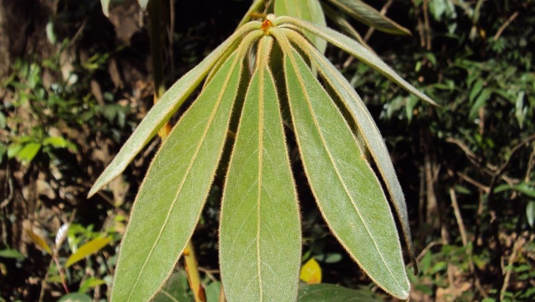 Cây dược liệu cây Tam tầng, Lá bánh giầy, Bộp lông, Nô - Actinodaphne pilosa (Lam.) Merr