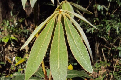 Cây dược liệu cây Tam tầng, Lá bánh giầy, Bộp lông, Nô - Actinodaphne pilosa (Lam.) Merr