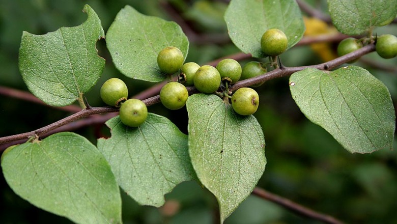 Cây dược liệu cây Táo dại, Táo rừng - Ziziphus oenoplia (L.) Mill. (Rhamnus oenoplia L.)