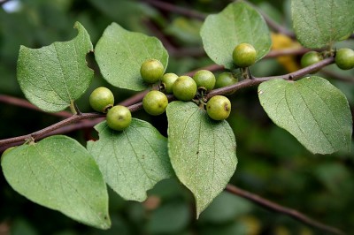 Cây dược liệu cây Táo dại, Táo rừng - Ziziphus oenoplia (L.) Mill. (Rhamnus oenoplia L.)