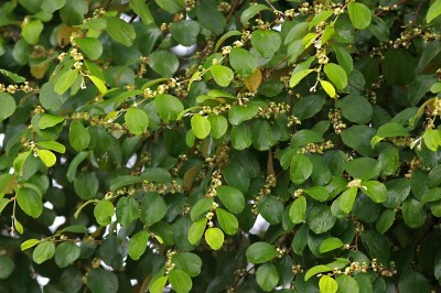 Cây dược liệu cây Táo Campuchia- Ziziphus cambodiana Pierre