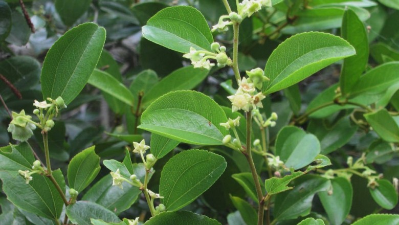 Cây dược liệu cây Táo na - Paliurus ramosissimus (Lour.) Poir. (Aubletia ramosissima Lour.)