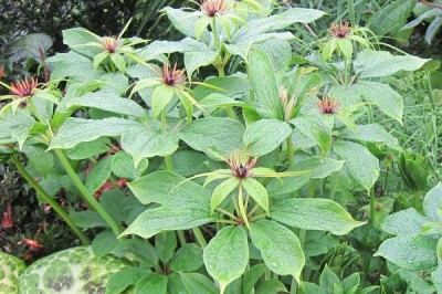 Cây dược liệu cây Tảo hưu Vân nam - Paris yunnanensis Franch. (P. polyphylla Smith var. yunnanensis (Franch) Hand. - Mazz