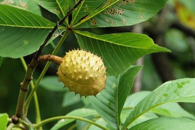 Cây dược liệu cây Tần lá có mũi, Khổ lịch bạch lạp thụ - Fraxinus rhynchophylla Hance