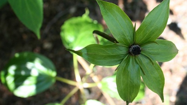 Cây dược liệu cây Tảo hưu Farges - Paris fargesii Franch. (Paris polyphylla Sm. subsp. furgesii (Franch.) Hara)
