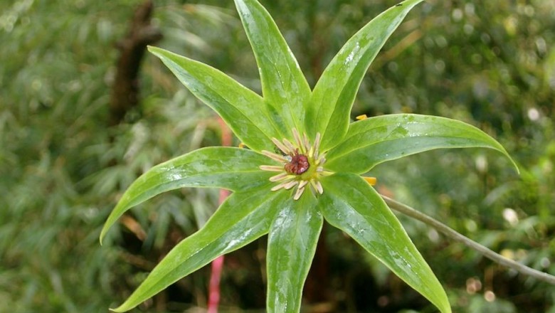 Cây dược liệu cây Tảo hưu Delavay - Paris delavayi Franch