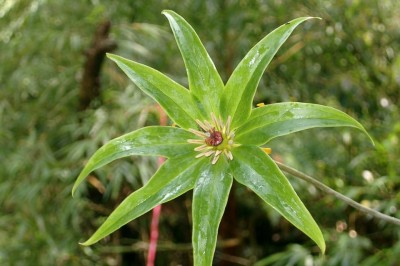 Cây dược liệu cây Tảo hưu Delavay - Paris delavayi Franch