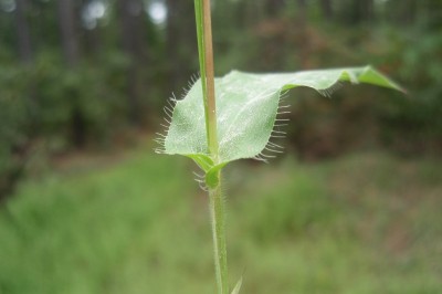 Cây dược liệu cây Tận thảo, Tiết trục phún, Cây cỏ vang. Cỏ trục đốt - Arthraxon hispidus (Thunb.) Makino (Phalaris hispidus Thunb., A. ciliaris P. Beauv.)